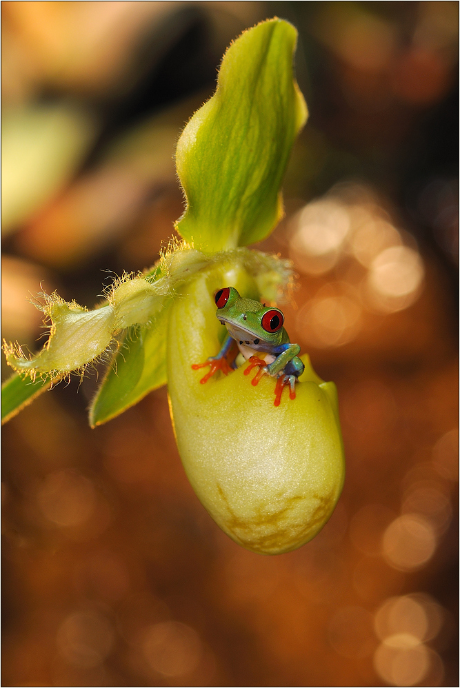 rotaugenlaubfrosch