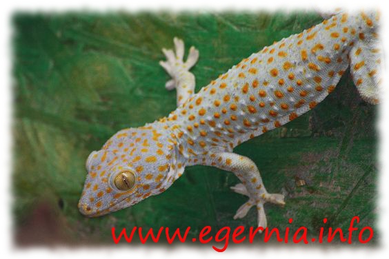 gekko gecko - tokeh