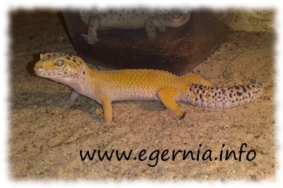 eublepharis macularius ein super hypo mack snow leopardgecko