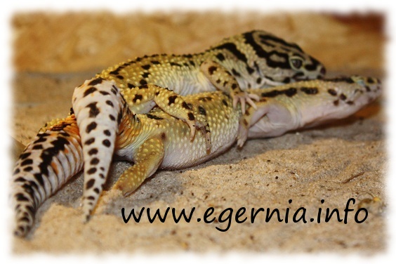 leopardgecko eublepharis macularius bei der paarung