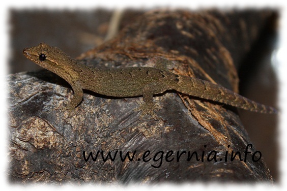 lepidodactylus lugubris jungferngecko