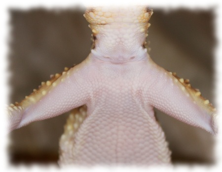 Geschlechtsunterschied Leopardgeckoweibchen