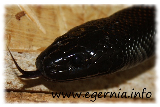 lampropeltis getula nigrita schwarze königsnatter