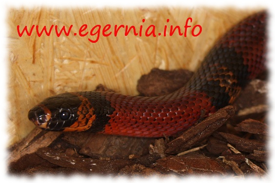 lampropeltis triangulum hondurensis honduras königsnatter