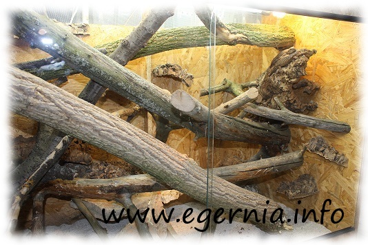 egernia terrarium