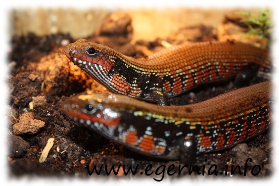 feuerskink prachtskink mochlus fernandi