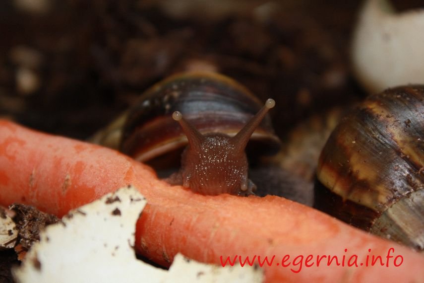 achatina fulica riesenschnecke