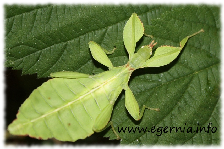 phyllium_philippinicum