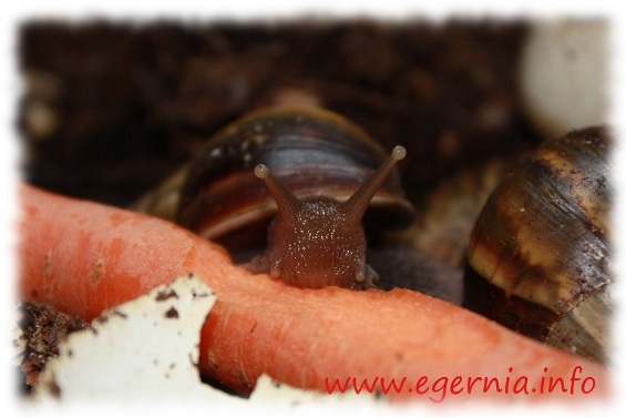 achatschnecke