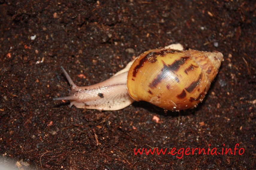 achatina achatina riesenschnecke