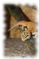emerine leopardgecko