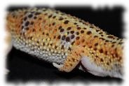 Ein striped Tangerine Leopardgecko