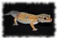 Ein striped Tangerine Leopardgecko