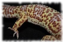 ms albino Leopardgecko