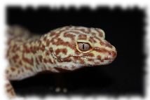 ms albino Leopardgecko