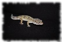 Leopardgecko mit normaler Färbung