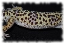 Leopardgecko mit normaler Färbung