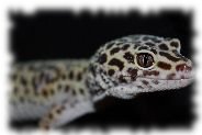 Leopardgecko mit normaler Färbung