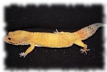 tangerine leopardgecko