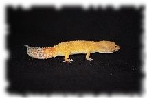 tangerine leopardgecko