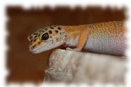 tangerine leopardgecko