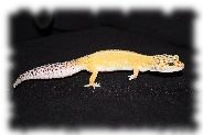 tangerine leopardgecko