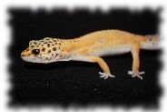 tangerine leopardgecko