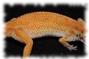 emerine leopardgecko