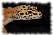 emerine leopardgecko