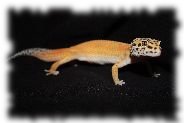 emerine leopardgecko