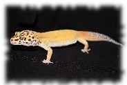 emerine leopardgecko