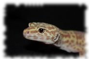 albino Leopardgecko