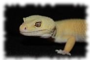 super giant tremper patternless albino leopardgecko