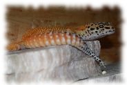 emerine leopardgecko