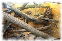 egernia stokesii terrarium