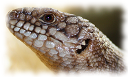 dornschwanzskink egernia stokesii