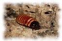 elliptorhina_chopardi