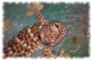 tokeh - gekko gecko