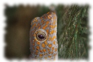 tokeh - gekko gecko