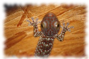 tokeh - gekko gecko