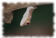 tokeh - gekko gecko