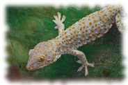 tokeh - gekko gecko