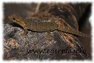 jungferngecko lepidodactylus lugubris