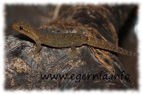 lepidodactylus lugubris jungferngecko adult