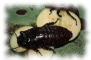 gromphadorhina grandidieri