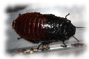 gromphadorhina oblongonata