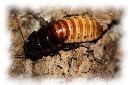 gromphadorhina portentosa