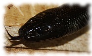 lampropeltis getula nigrita