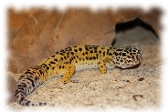 Leopardgecko mit normaler Färbung