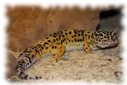 Leopardgecko mit normaler Färbung